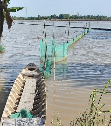 Nước về đồng năm nay không nhiều, nên nhiều bà con sống nghề câu lưới cũng thất thu.