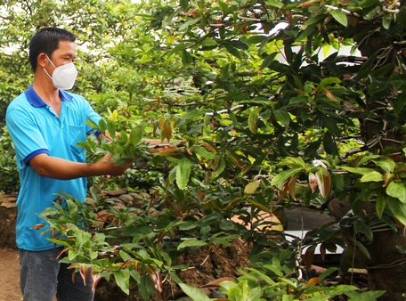 Theo các nghệ nhân, cây mai càng có giá, nhu cầu chăm sóc, bảo dưỡng càng cao.