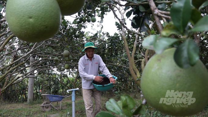 Sản xuất theo hướng hữu cơ là một trong những giải pháp giúp bưởi da xanh phát triển bền vững, sản phẩm đáp ứng được thị trường. Ảnh: Trần Trung.