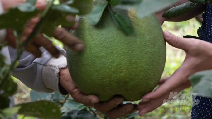 Nguồn phân bón mới vừa giảm chí phí đầu vào, vừa tăng chất lượng, sản phẩm làm ra ngon hơn. Ảnh: Trần Trung.