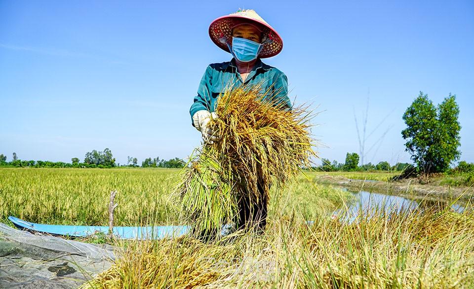 Ông Trần Thái Nguyện, ấp Phủ Thờ, xã Trí Lực, huyện Thới Bình phấn khởi vì trúng đậm vụ lúa - tôm.