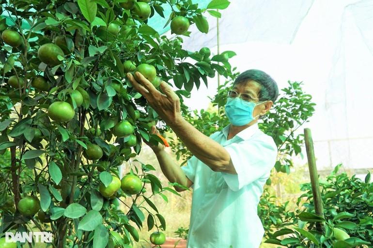 Ông Hồng bên cây quýt siêu trái có giá 4 triệu đồng, đã được thương lái đặt cọc (Ảnh: Bảo Kỳ).