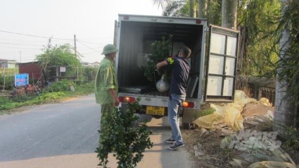 Xe ô tô khắp nơi về gom hàng quất cảnh Thiết Trụ. Ảnh: H.Tiến.