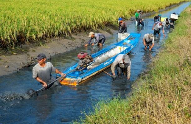 Mô hình tôm lúa phát triển mạnh tại huyện Thới Bình tỉnh Cà Mau. Ảnh: Trọng Linh.