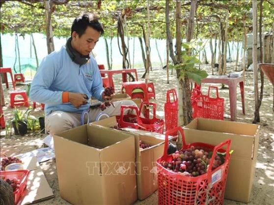 Nho Ninh Thuan vu Tet duoc gia hinh anh 3