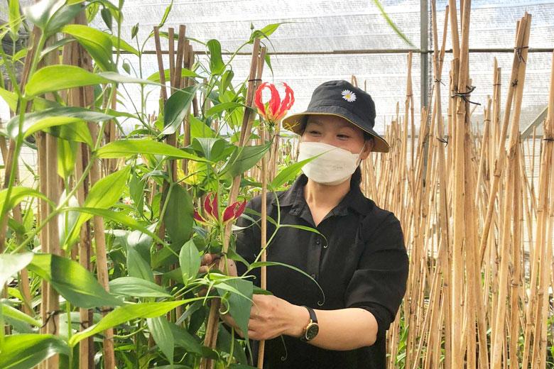 Chăm sóc lys lửa tại trang trại Doly.
