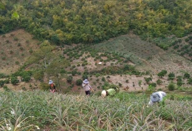 Sông Mã đang được thổi luồng sinh khí mới khi DOVECO liên kết đầu tư, xây dựng vùng dứa và chanh leo nguyên liệu gắn với chế biến sâu. Ảnh: Trung Quân.