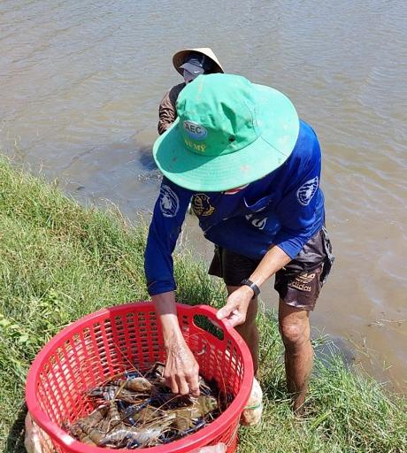 Nông dân ĐBSCL xem nước mặn là tài nguyên, linh hoạt xoay chuyển sản xuất.