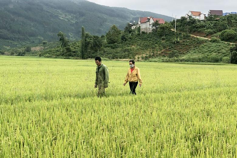 Lúa đang thì làm đòng tại cánh đồng Cầu Hai, xã Gung Ré.