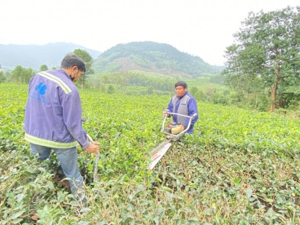 Năm nay, người dân đốn tỉa ngọn chè bằng máy mới, năng suất lao động cao hơn gấp 3 lần so với thủ công. Ảnh: Nguyễn Hoàn.