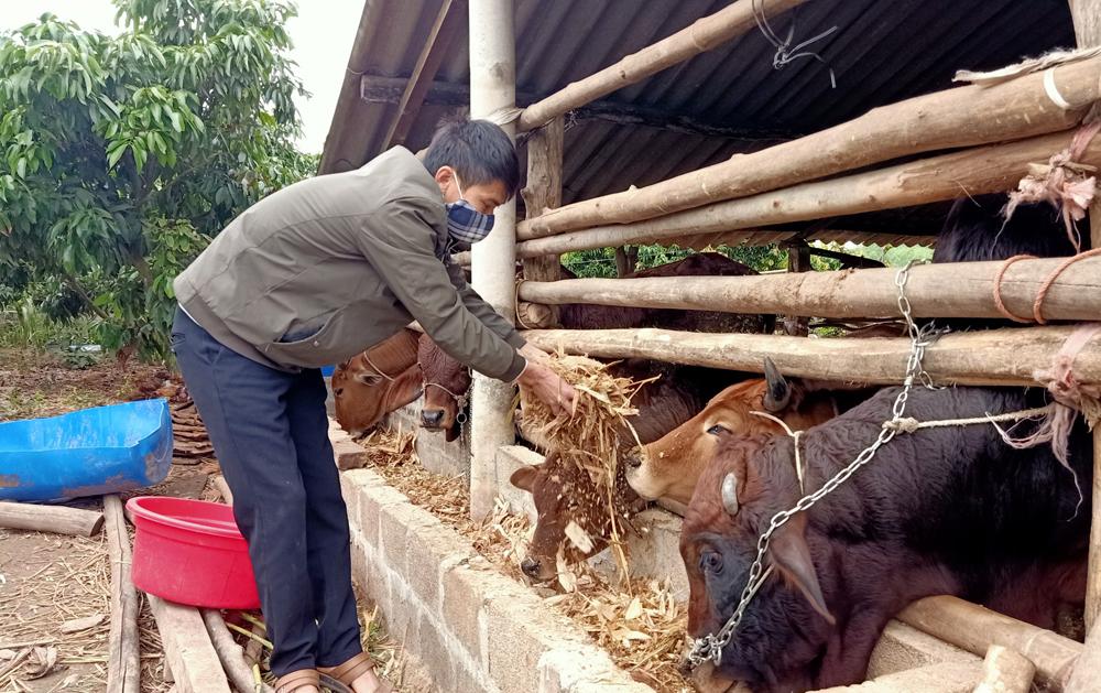 phòng chống đói rét, vật nuôi, trang trại, thiệt hại, sản xuất nông nghiệp