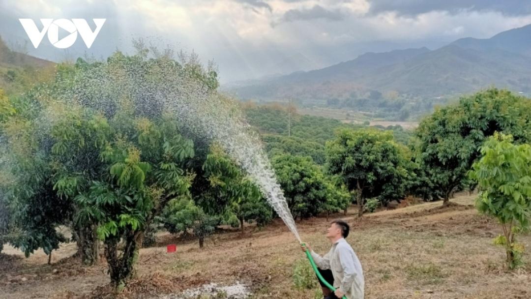 Anh Phạm Văn Dương, Giám đốc HTX nhãn chín sớm Bảo Dương ở bản Trại Giống, xã Nà Nghịu, huyện Sông Mã cho biết, tưới nước là một trong những khâu quan trọng trong việc chăm sóc cây nhãn, đặc biệt là với nhãn chín sớm