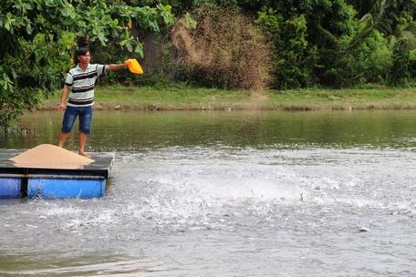 Giá cá tra đang cao, người nuôi lời khá.