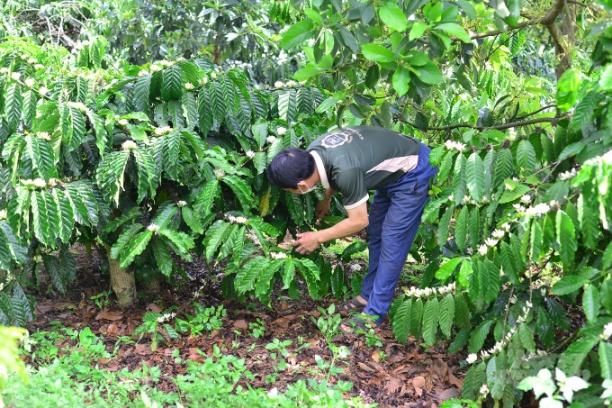 Thông qua hệ thống tưới phun mưa tại gốc, người dân có thể vừa tưới nước, vừa bón phân. Ảnh: Đăng Lâm.