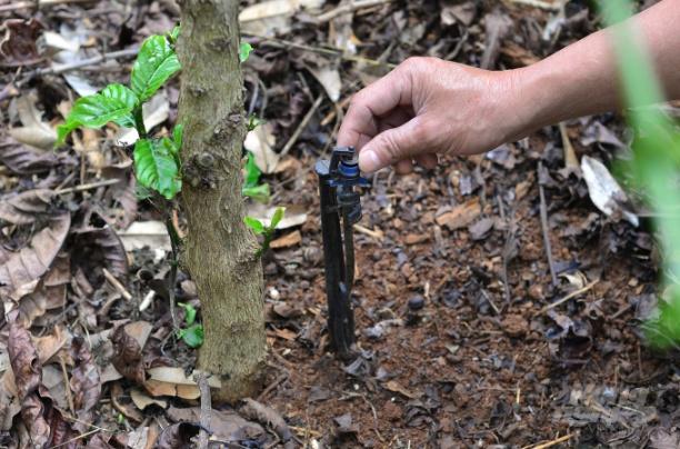 Dự án VnSAT hỗ trợ 50% chi phí lắp đặt cho người dân thực hiện mô hình tưới phun mưa tại gốc. Ảnh: Minh Hậu.