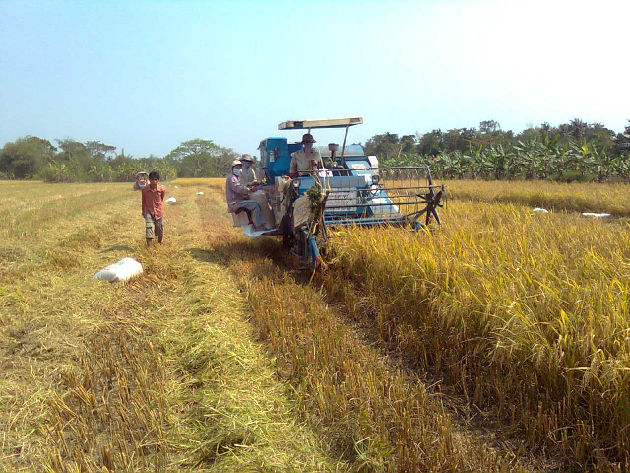 Thu hoạch lúa Đông Xuân tại xã Phước Hậu (Long Hồ).