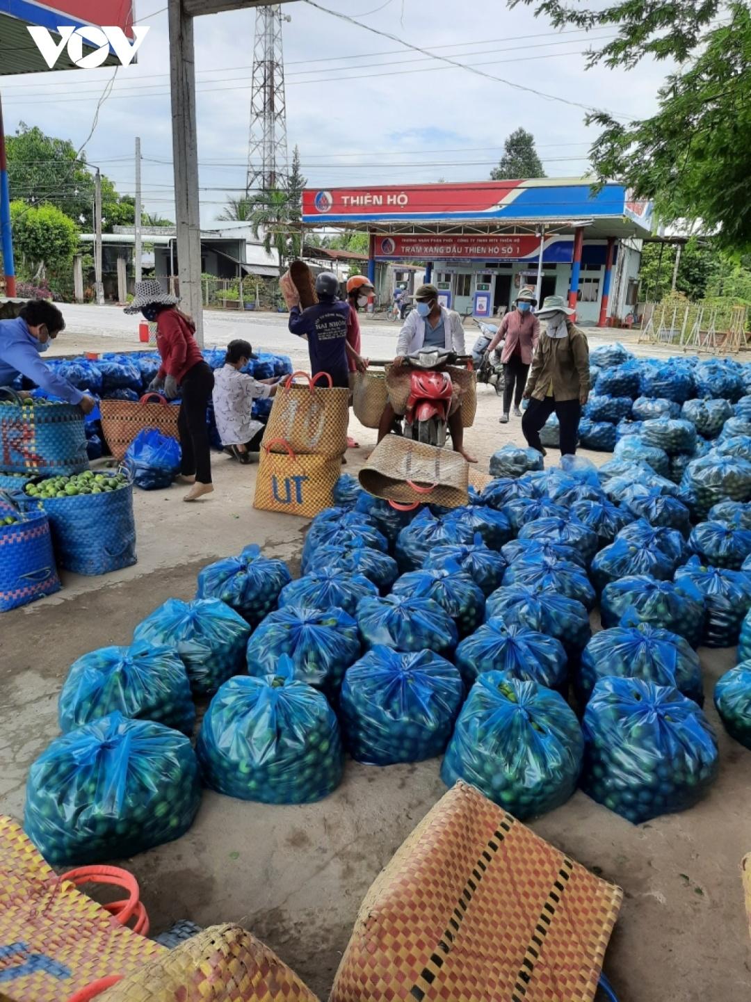 Cảnh thương lái thu mua trái chanh của nhà vườn Tiền Giang khá nhộn nhịp