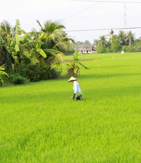 Cần thăm đồng thường xuyên để kịp thời phát hiện, phòng trừ sâu bệnh.