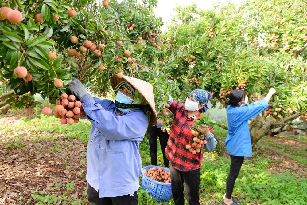 Bắc Giang, vải thiều, xúc tiến thương mại, nông sản