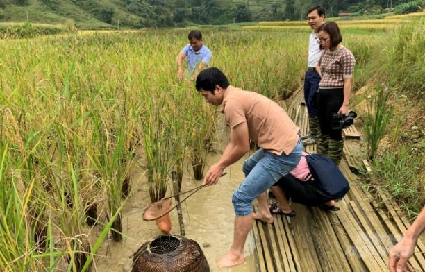 Mô hình cá lúa góp phần cải thiện sinh kế cho người dân xóm Hoài Khao, xã Quang Thành. Ảnh: Công Hải.