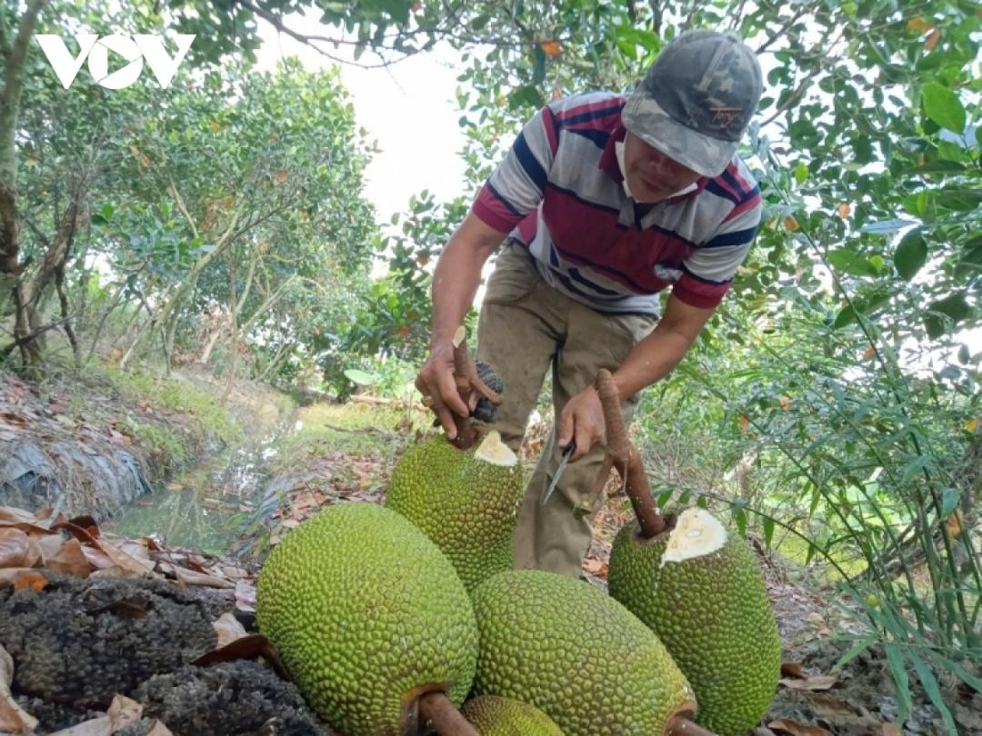 Anh Mai Thanh Hải, một thương lái ở Cần Thơ thu mua mít Thái cho người dân.