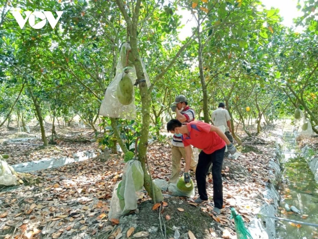 Giá mít Thái xuống thấp khi cửa khẩu tắc biên, nhiều lúc mít chín tại cây mà vẫn ngóng thương lái.