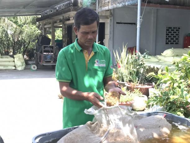 Ông Lê Văn Hưng ngâm giống chuẩn bị gieo sạ vụ hè thu. Ảnh: Minh Đảm.