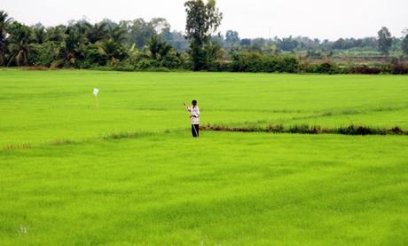 Nông dân cần thường xuyên thăm đồng để phát hiện sâu bệnh và xử lý thoát nước mưa kịp thời.