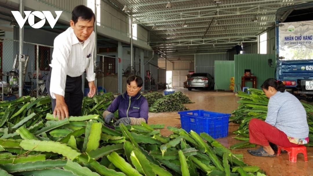 Vai trò của hợp tác xã thanh long không chỉ quy tụ người có đất tham gia sản xuất mà còn định hướng xã viên về sản xuất, đầu ra sản lượng và kết nối với doanh nghiệp, hiệp hội.