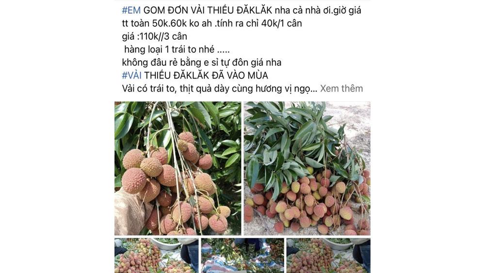 vải sớm, giá cao, Hà Nội, Tân Yên, Lục Ngạn, Bắc Giang, Hải Dương