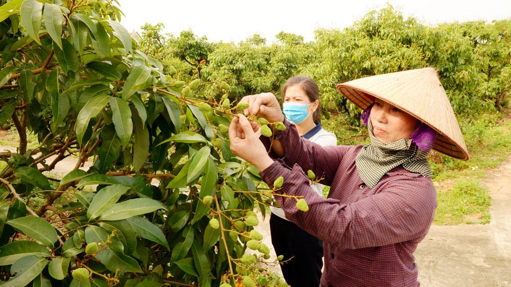 Kỹ thuật chăm sóc, vải thiều xuất khẩu