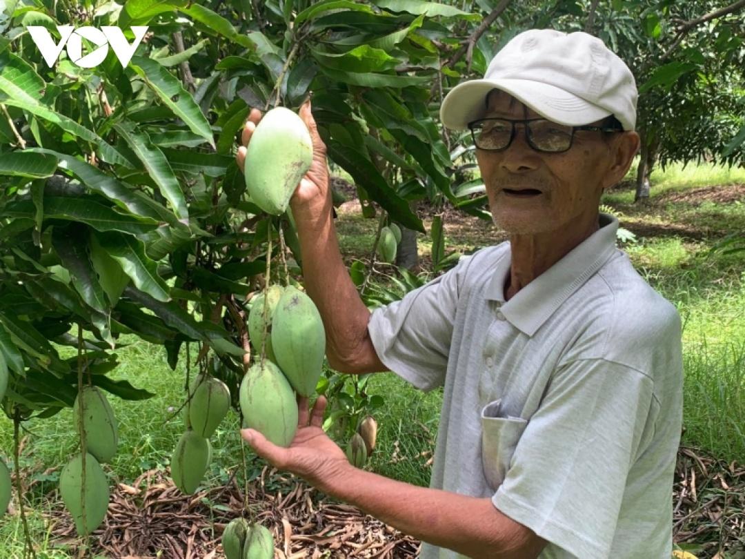 Ông Lê Thôi đang tính hạ vườn cây thay cây trồng khác