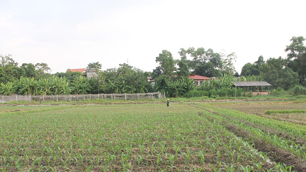 Bắc Giang, vụ Mùa, 2022 gieo trồng, 63.500 ha