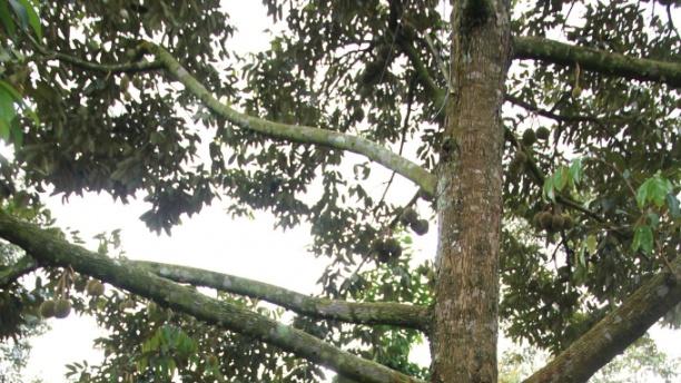 Hiện sầu riêng đang giai đoạn quả non, nguy cơ các loại sâu bệnh hại rất cao, nhất là trong điều kiện mưa nhiều. Ảnh: KS.