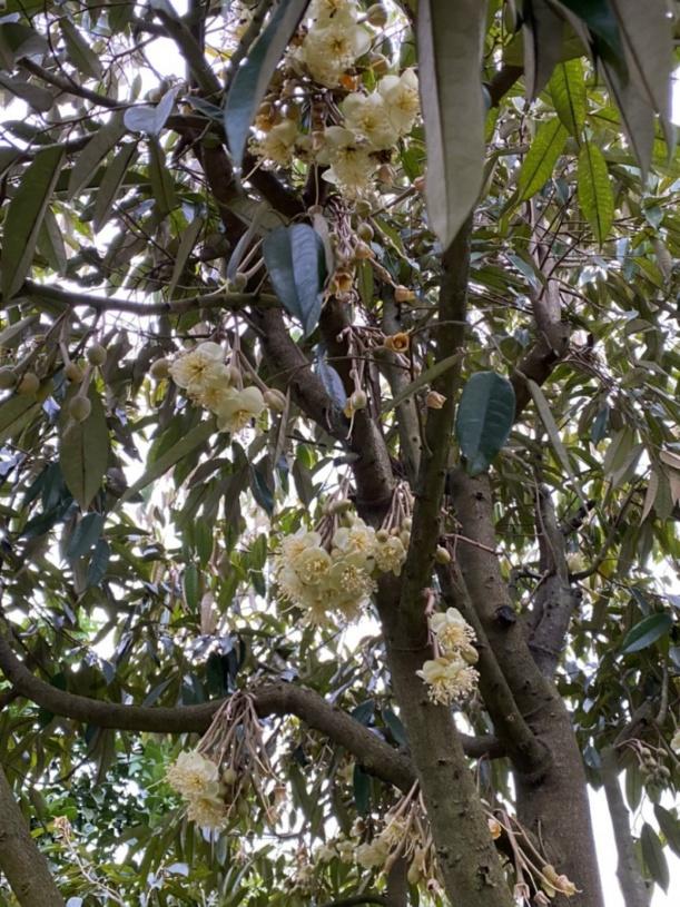 Năm nay, sầu riêng Khánh Sơn ra hoa rất sai, nhưng mưa nhiều đã khiến rụng hoa, rụng quả non khoảng 30%. Ảnh: KS.