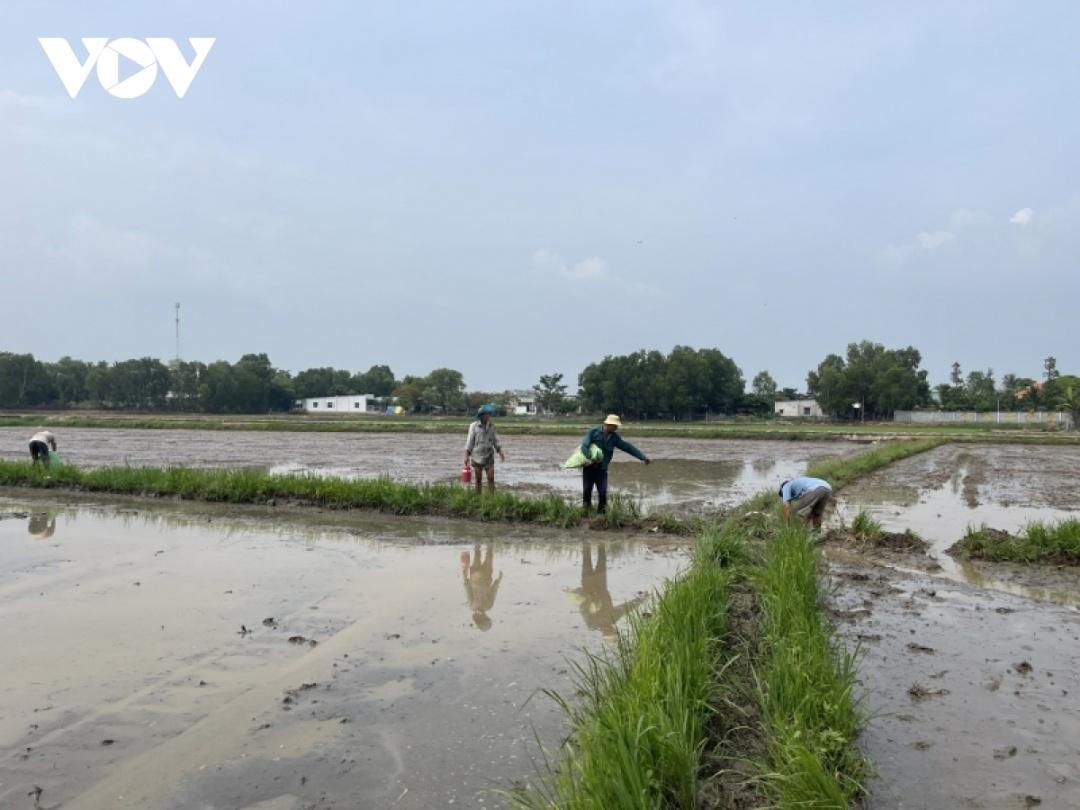 Giá lúa thấp nên người trồng giảm bớt diện tích gieo sạ. (Ảnh: Gia Khang)