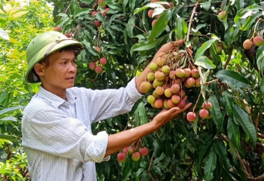 Bắc Giang, Vải thiều, cấp mã vùng trồng, Lục Ngạn, Tân Yên,  xuất khẩu