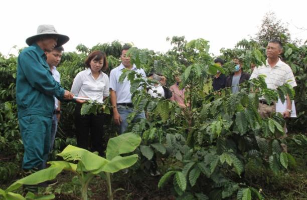 Ông Vũ Minh Đãi (áo xanh) hướng dẫn cho đoàn tham quan về cách canh tác cảnh quan cà phê. Ảnh: Quang Yên.