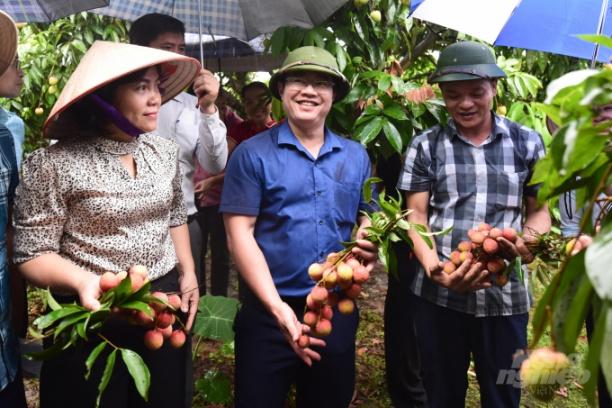 Ông Vũ Việt Anh, PGĐ sở NN-PTNT Hải Dương (áo xanh) cho biết năm nay ngành nông nghiệp Hải Dương có nhiều hoạt động xúc tiến thương mại cho vải thiều. Ảnh: Tùng Đinh.