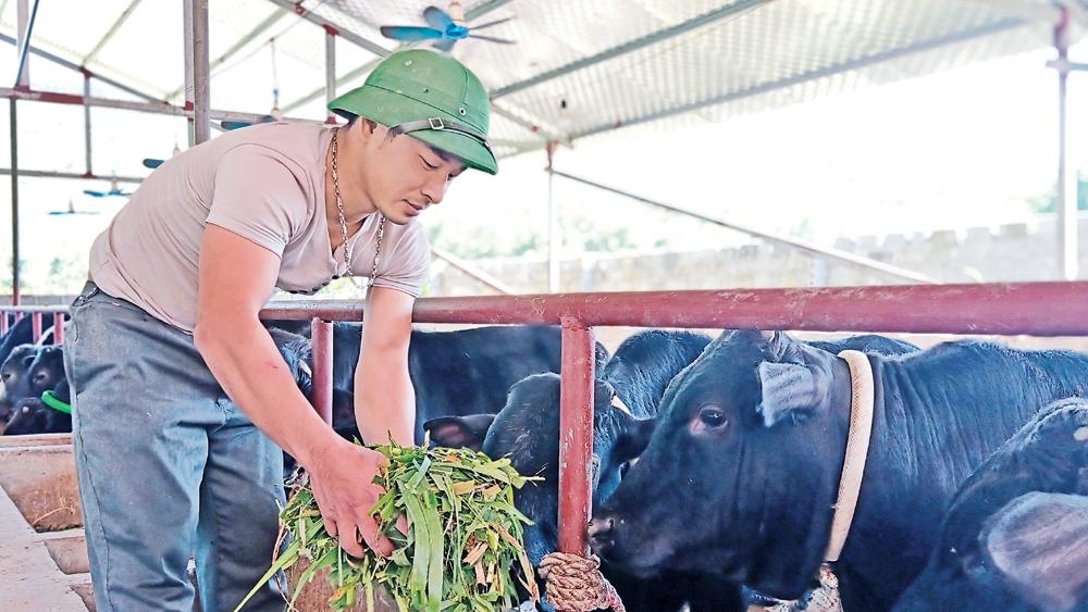 Bắc Giang, Nuôi bò 3B, thu nhập cao, địa phương, Sơn Động