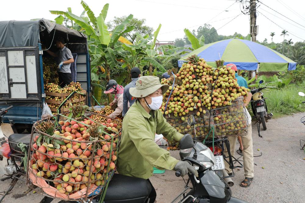 Lục Ngạn, Tân Yên, vải thiều, thương nhân Trung Quốc