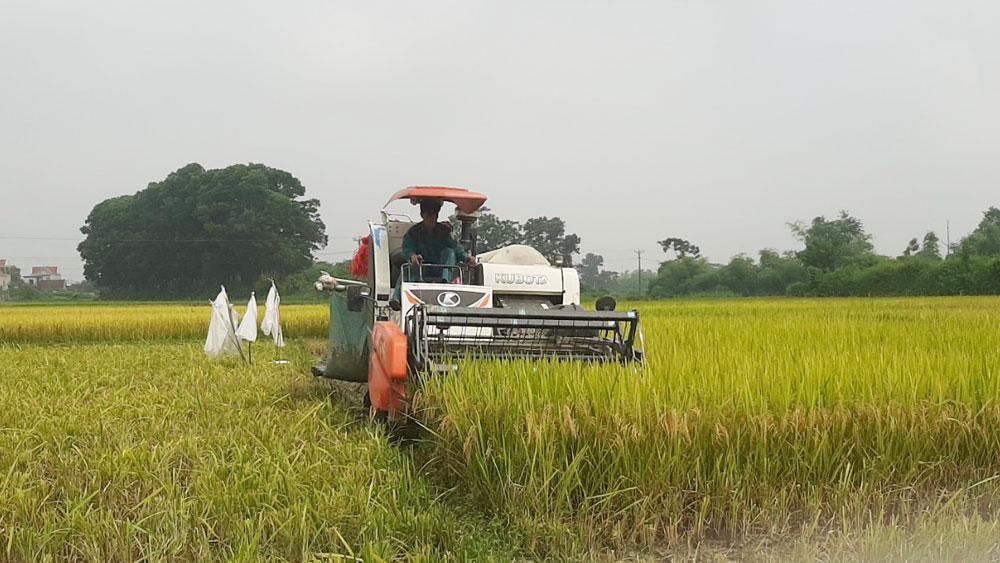 lúa xuân; Bắc Giang; thu hoạch