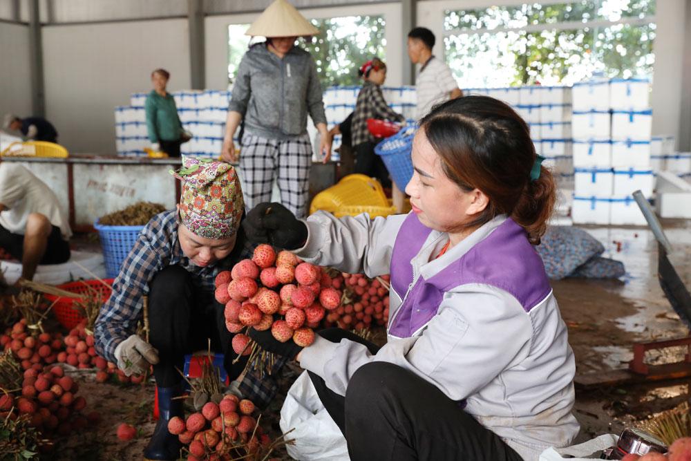 Lục Ngạn, Bắc Giang, vải thiều