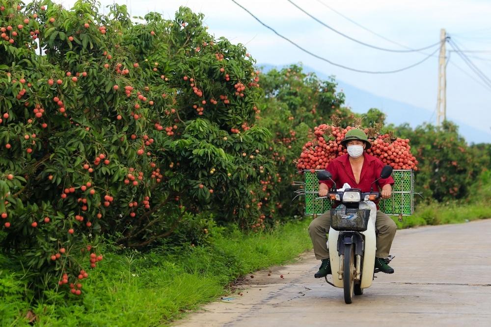 0338-vai-thieu-bac-giang-18-2-1112-16562