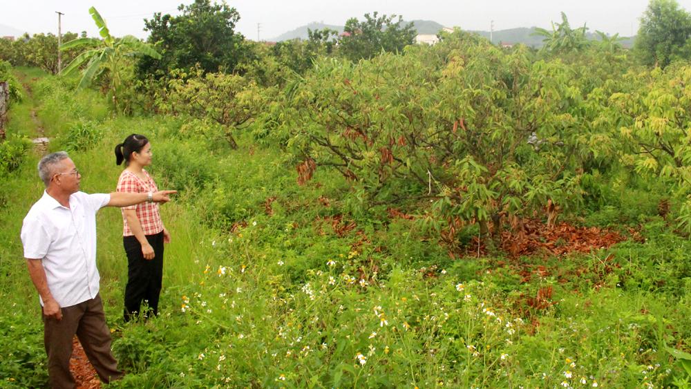 Bắc Giang, Phát triển, cây vải thiều, vòng xoáy, ổn định, diện tích