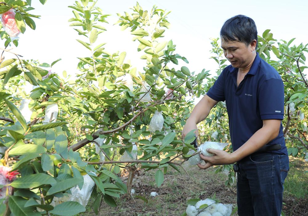 Bắc Giang, thành lập chi, tổ hội nông dân, nghề nghiệp, Tạo đà, phát triển, hợp tác xã