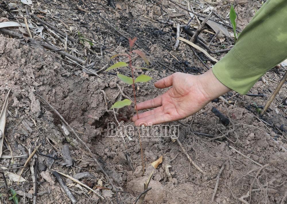 Bắc Giang, sơn động, tây yên tử, phá rừng, kiểm lâm, lâm nghiệp