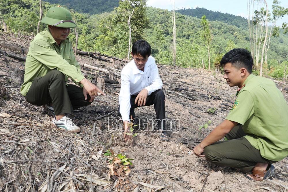 Bắc Giang, sơn động, tây yên tử, phá rừng, kiểm lâm, lâm nghiệp