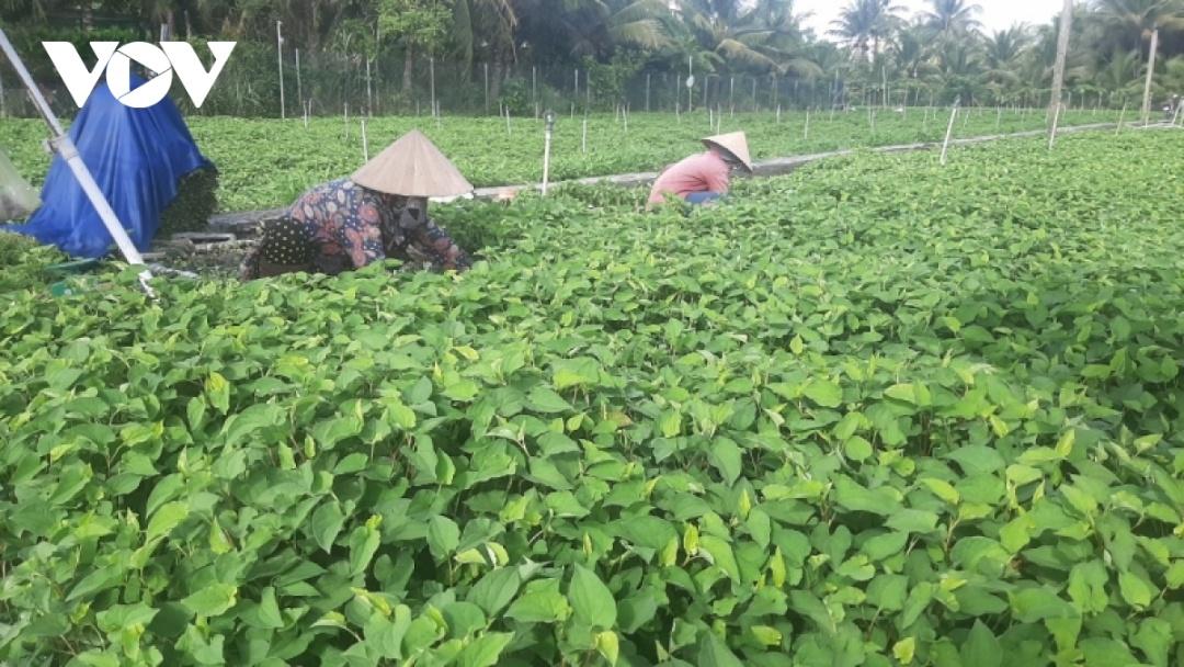 Nông dân Tiền Giang thu hoạch rau diếp cá rất phấn khởi do trúng mùa, trúng giá