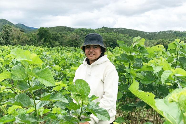 Chị Mốk K'Oanh chăm dâu trên đồng Chuối